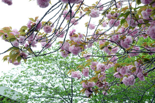 中央公民館の花木